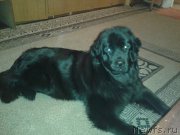 Превью фото № 184672