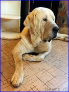 Превью фото № 184760