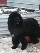 Превью фото № 184774