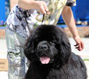 Превью фото № 184809