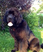 Превью фото № 184824