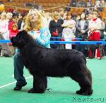 Превью фото № 18484