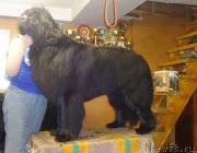 Превью фото № 184853