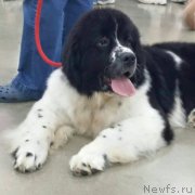 Превью фото № 184878