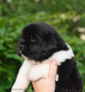 Превью фото № 184881