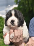 Превью фото № 184908