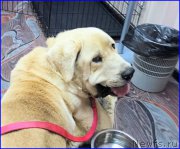 Превью фото № 184921