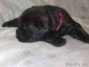 Превью фото № 184932