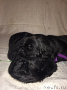 Превью фото № 184936