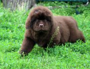 Превью фото № 184965