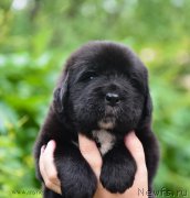 Превью фото № 184983