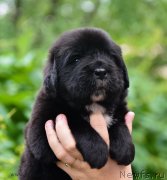 Превью фото № 184984