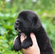 Превью фото № 184985