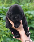 Превью фото № 184991