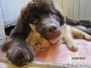 Превью фото № 185001