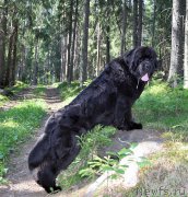 Превью фото № 185032