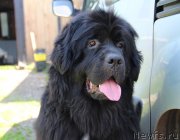 Превью фото № 185105