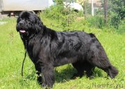 Превью фото № 185106