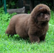 Превью фото № 185112