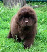 Превью фото № 185113