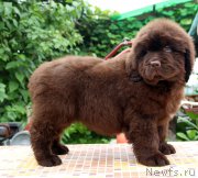 Превью фото № 185116