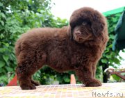 Превью фото № 185121