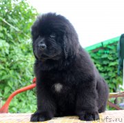 Превью фото № 185123