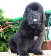 Превью фото № 185124