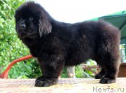 Превью фото № 185125