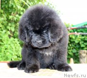 Превью фото № 185128