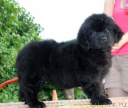 Превью фото № 185129