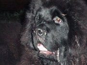 Превью фото № 185151