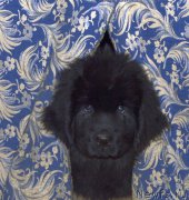 Превью фото № 185152