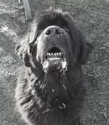 Превью фото № 185162