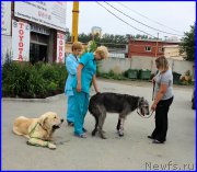 Превью фото № 185216