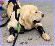 Превью фото № 185226