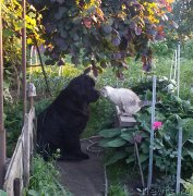 Превью фото № 185278