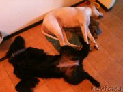 Превью фото № 185283