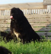 Превью фото № 185298