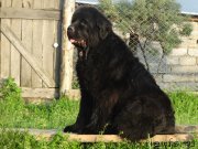 Превью фото № 185302