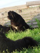 Превью фото № 185303