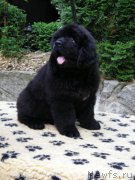 Превью фото № 185307