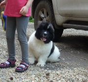 Превью фото № 185321