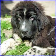 Превью фото № 185324