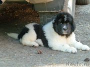 Превью фото № 185326