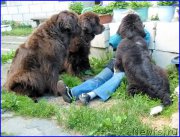 Превью фото № 185337