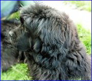 Превью фото № 185348