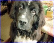 Превью фото № 185350