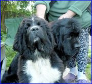 Превью фото № 185354