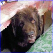 Превью фото № 185357